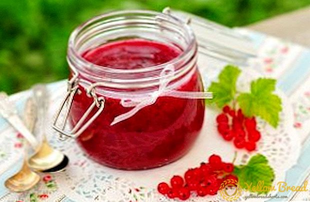How to cook red currant jelly for the winter