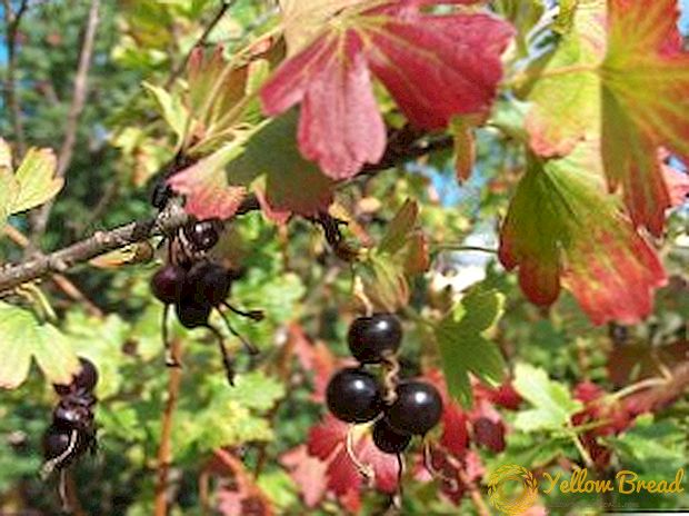 Cara merawat kismis di musim gugur, termasuk perawatan musim gugur