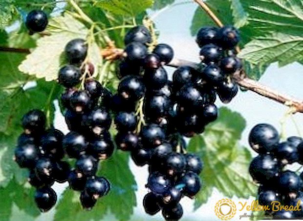 Hur man planterar och bryr sig om svarta vinbär