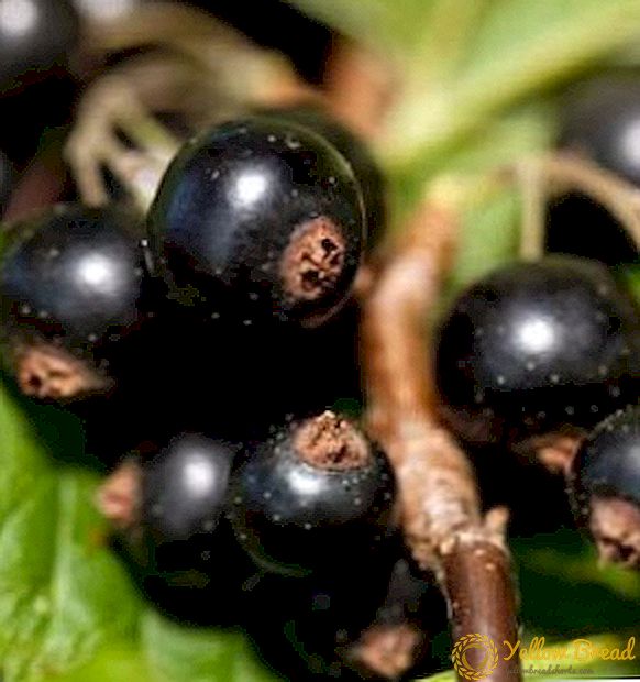 Proven powder for mildew on currants