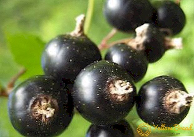 Kiat teratas untuk perawatan dan penanaman varietas blackcurrant 