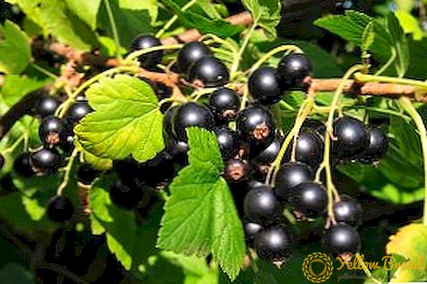Why do currant leaves turn yellow?