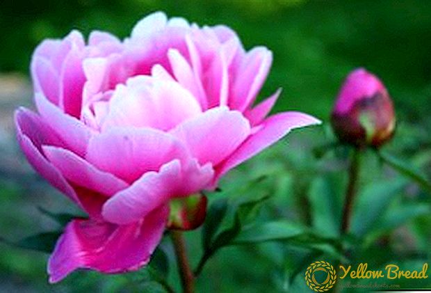 استفاده از خواص درمانی گیاه گلدار در طب قومی