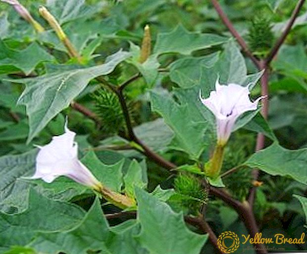 Các loại và giống chính của datura để trồng trong vườn