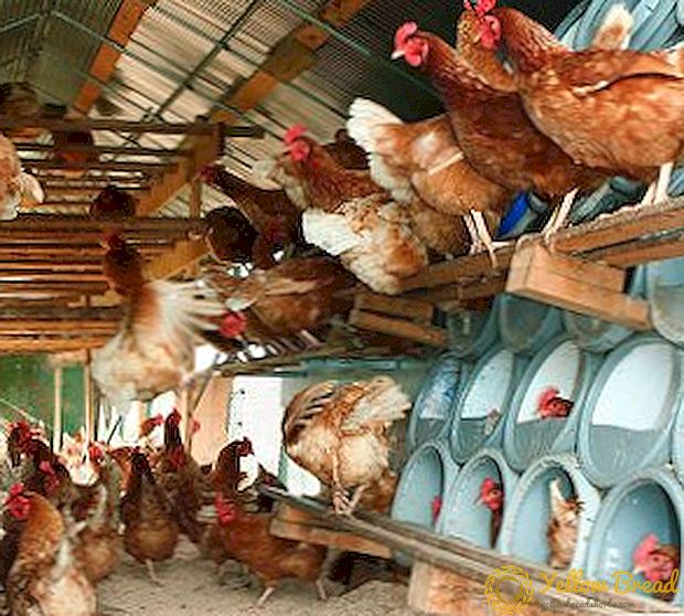 Causes and treatment of diarrhea in chickens
