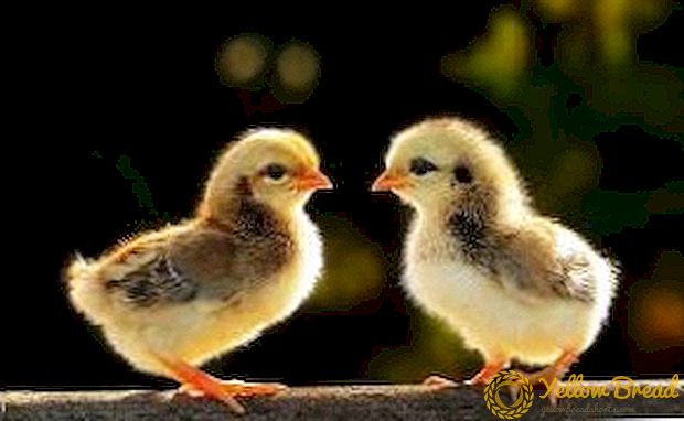 Chick ауруы: белгілері, алдын алу және емдеу