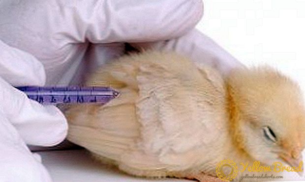 Ασθένειες των κοτόπουλων κοτόπουλων: πώς και τι να θεραπεύουν τις μη μεταδοτικές ασθένειες