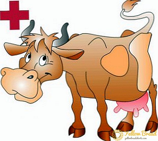 วิธีการรักษาโรคเต้านมในวัว: สาเหตุ, การรักษา, การป้องกัน