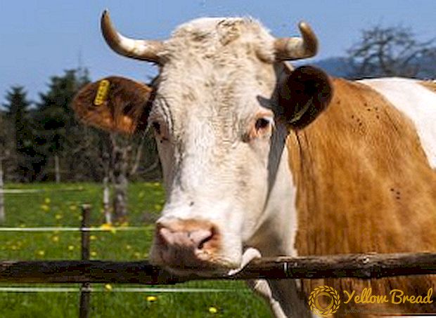 Ketosis bij koeien: wat het is en hoe te behandelen