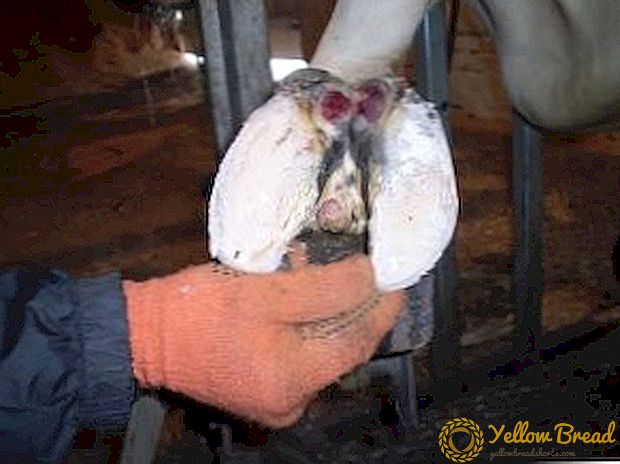 Diseases of the hoofs of cows: how to identify and cure