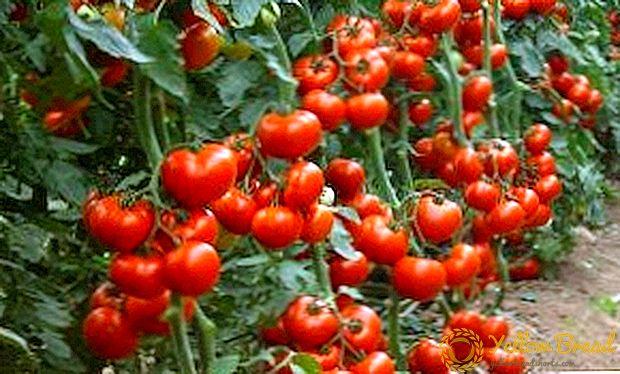 Agar pomidor barglari kıvırırsa nima qilish kerak