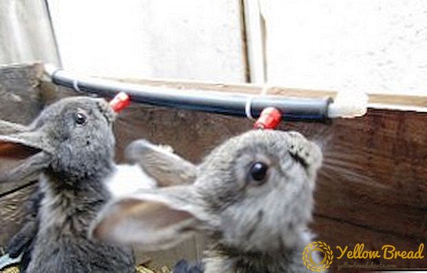 How to make drinking bowls for rabbits with your own hands