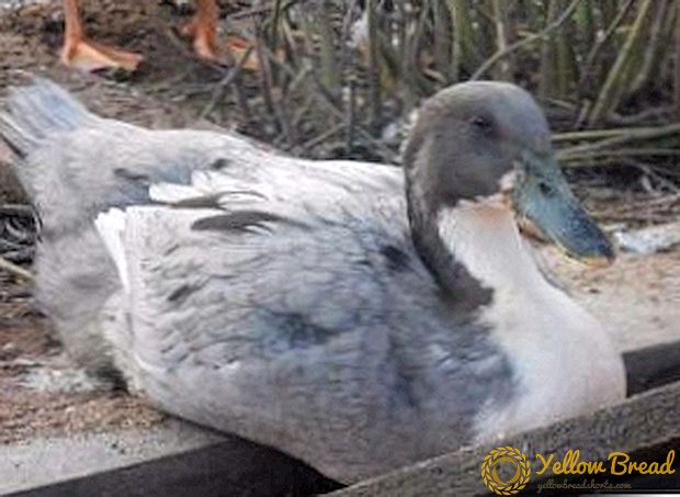 How to breed blue duck favorite at home