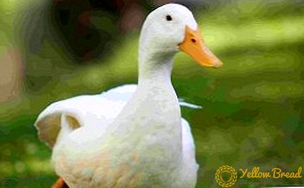 Најчестата раса на патки