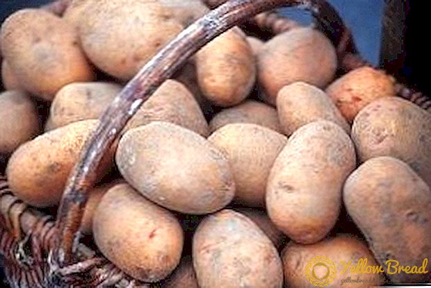 네덜란드 기술을 이용한 감자 재배 학습