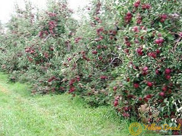 גמד תפוחים זנים: תיאור וטיפול