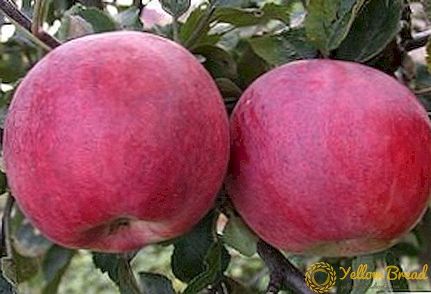 Variedades tempranas de mazás: características, sabor, vantaxes e inconvenientes