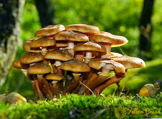 Wat zijn eetbare paddenstoelen, beschrijving en soorten paddenstoelen