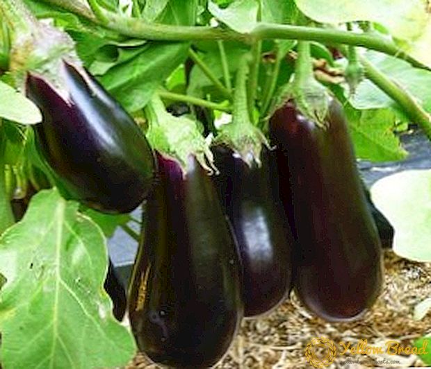 Jinsi ya kukuza eggplants katika chafu
