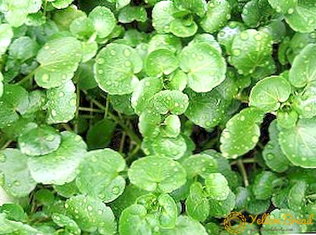 Application and beneficial properties of watercress