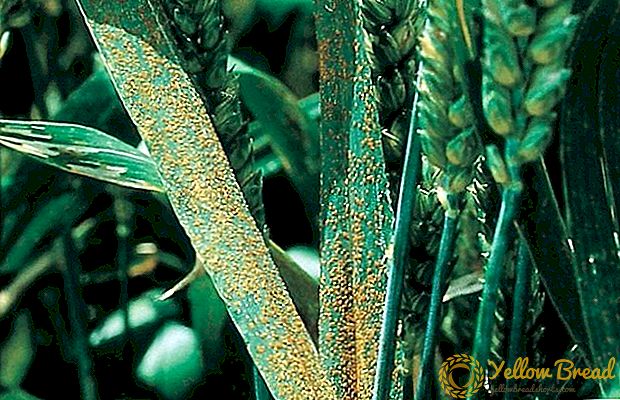 Ang wheat rust ay nagbabanta sa Europa, Aprika at Asya