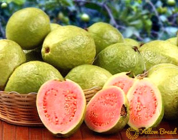 Guava ávextir - jákvæðar eiginleikar, kaloría, hvernig á að borða