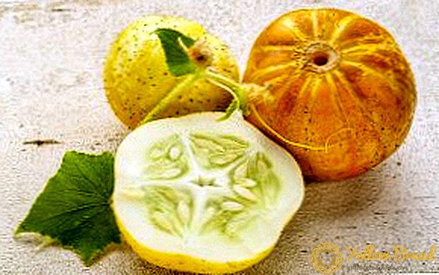 Cucumber-lemon: exotic in the garden