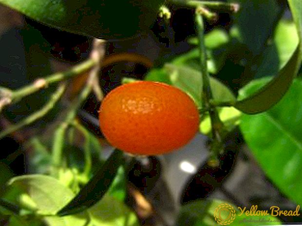 Ինչպես տնկել kumquat տանը