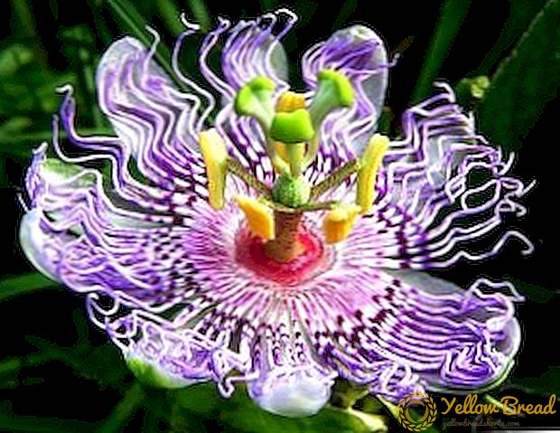 Passionflower: comprehensive care, healing properties and medical applications