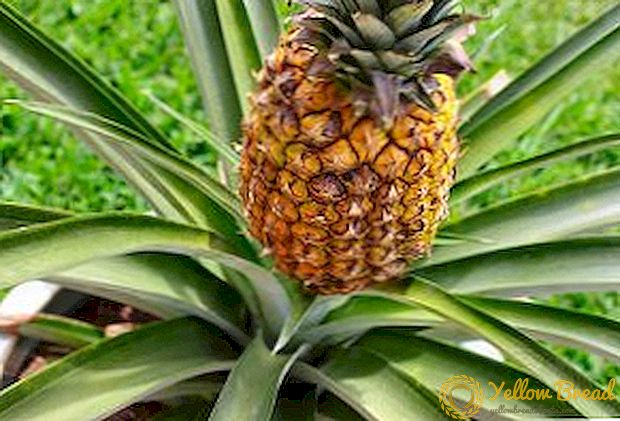 Ananas: welche Arten und Sorten von exotischen Früchten ist geteilt