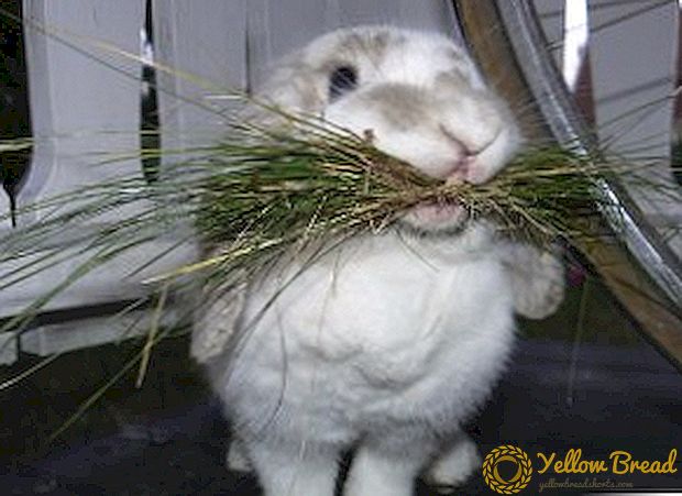 Wij maken bunkervoeder voor konijnen