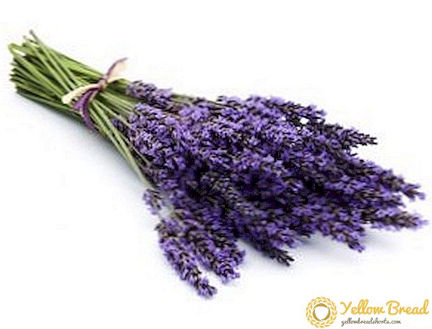 Apakah mungkin untuk tumbuh lavender di rumah, dan bagaimana melakukannya