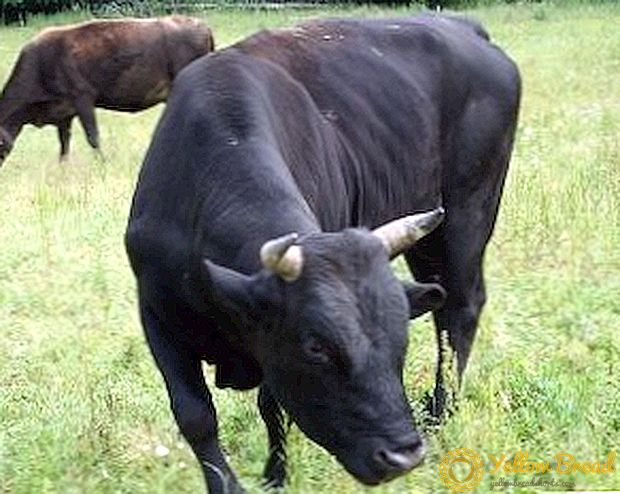 Bulls: fôringsfunksjoner