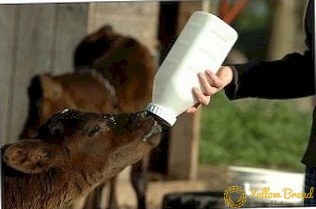 Growing calves: feeding