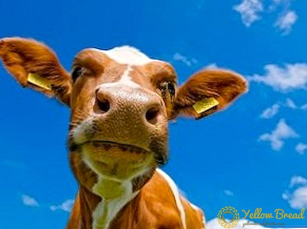 Naudas govs: kā pabarot dzīvnieku