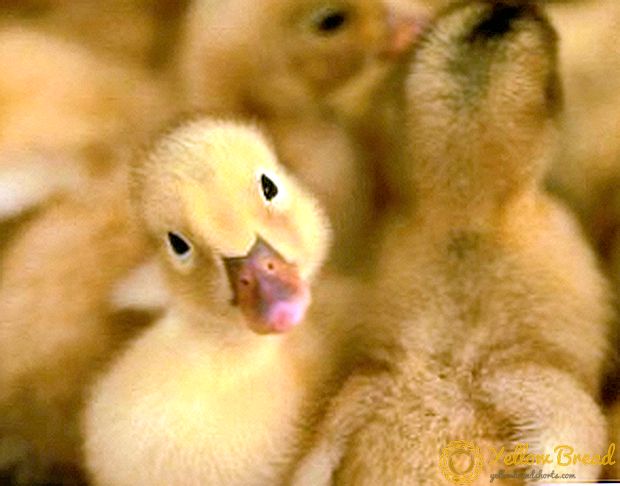 Korrekt näring av goslings från de första dagarna av livet