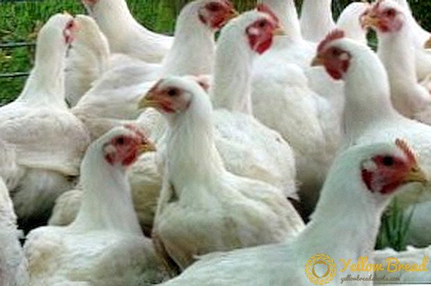 دجاج التسمين: كيف وماذا تطعم الطيور الشابة