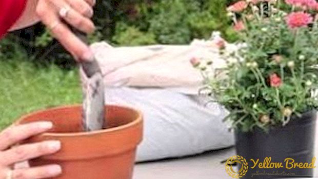 How to transplant chrysanthemums in the fall and spring