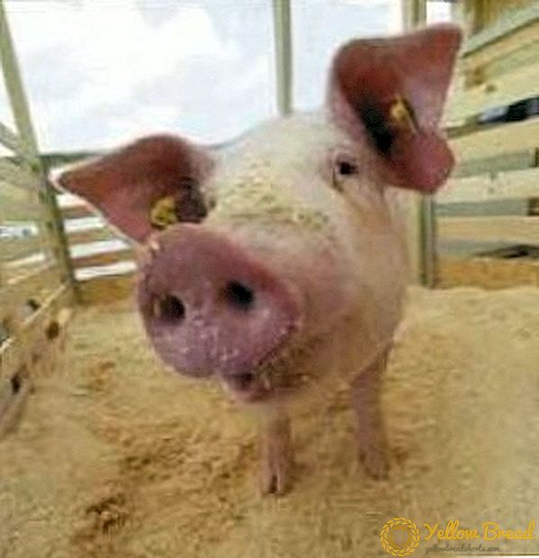 تغذية الخنازير: نجعل أفضل نظام غذائي واختيار التكنولوجيا المناسبة.