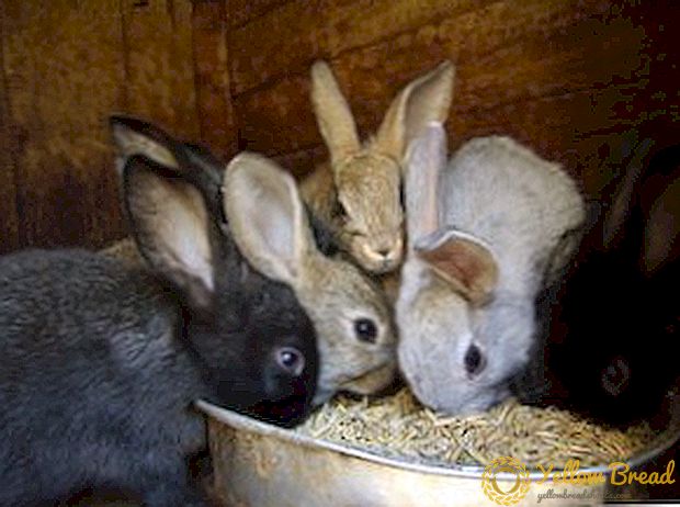 토끼에게 먹이를주는 것에 관한 모든 것 : 가정에서 설치류를 먹이는 방법,시기 및 방법
