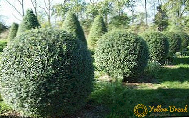 The best ornamental shrubs for the garden with a description and photo