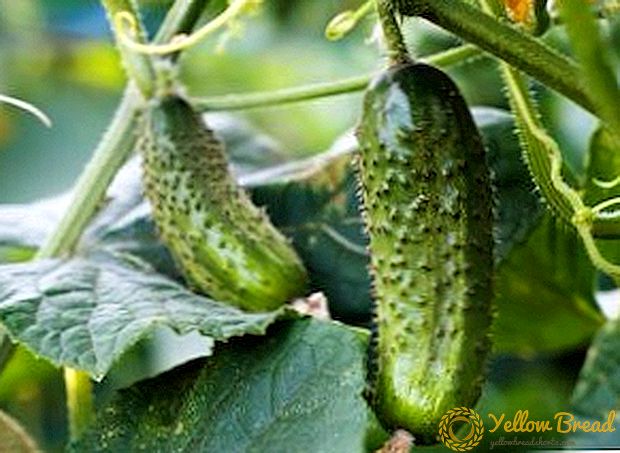 Gisttopdressing voor komkommers: hoe een groente te bemesten