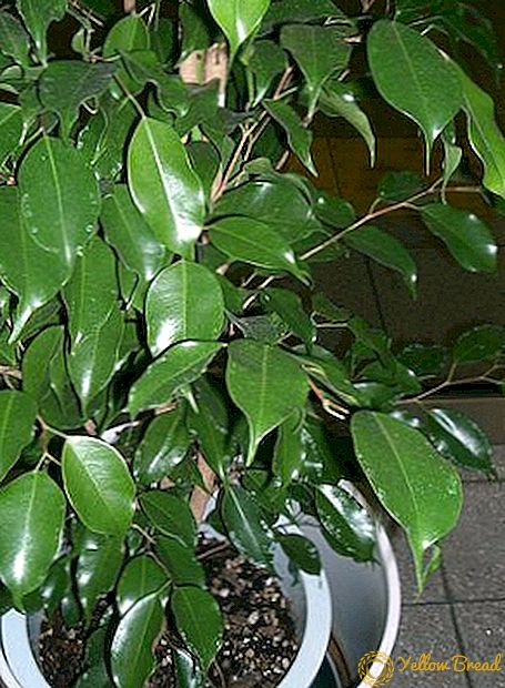 Ficus Benjamin lajikkeet