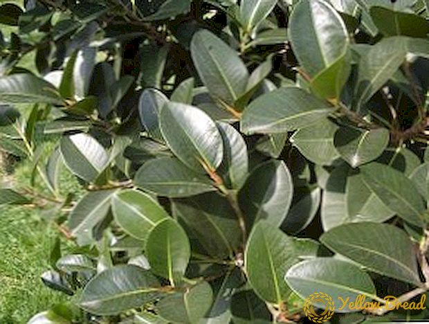 The main disease of rubber plant ficus, what to do if the ficus is sick