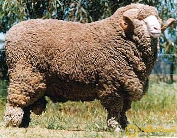 Fine-fleeced sheep: what are the features and differences from other breeds?