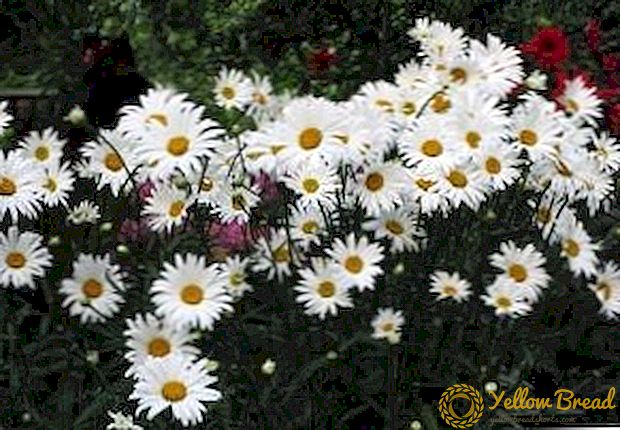 Peygamber Çiçeği ekimi özellikleri: açık alanda dikim ve bakım