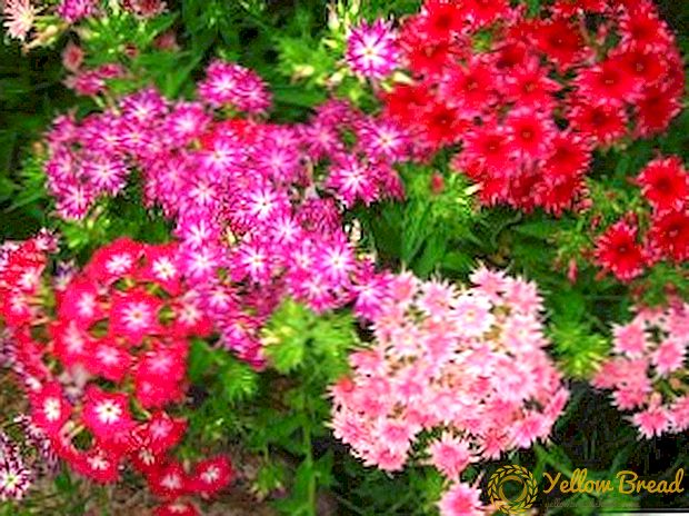 Secrets of growing seedlings of Turkish carnation and garden care