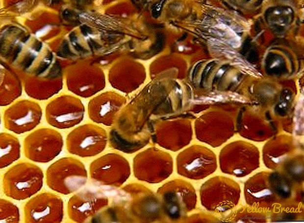 عسل گندم سیاه: استفاده از آن، نحوه انتخاب، ذخیره و آسیب احتمالی
