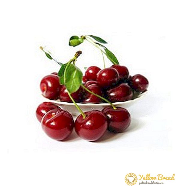 Cherry manis: sifat yang berguna dan kontraindikasi