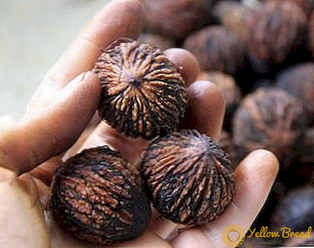 Sifat penyembuhan walnut hitam